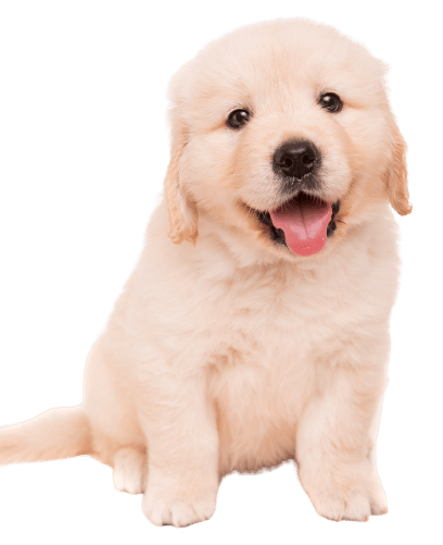 Labrador puppy