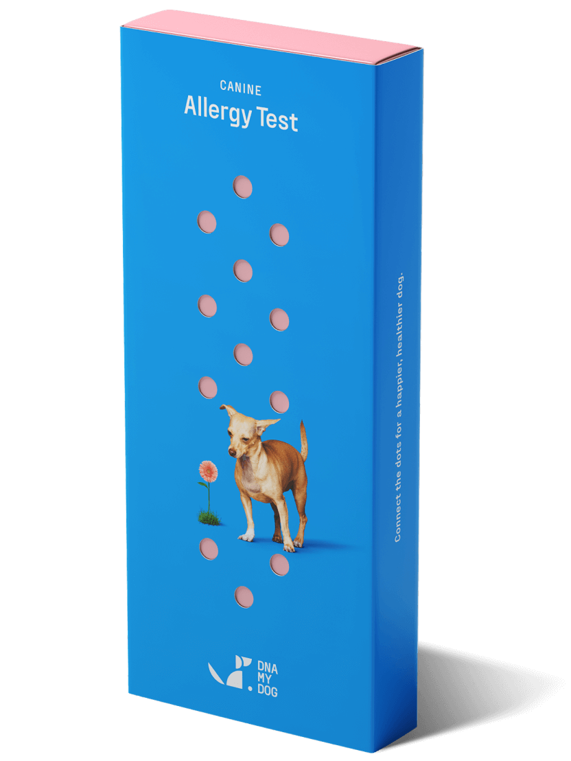 Picture of The Ultimate Guide To Dog Allergy Tests In 2023
